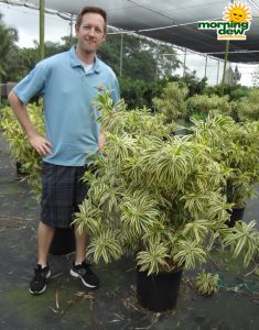 Pleomele Song of India