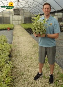 Pleomele Song of India