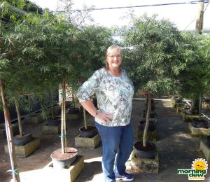 Podocarpus Gracilior (Weeping) 14 in