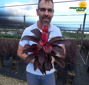 Dracaena Cordyline Ruby 6 in