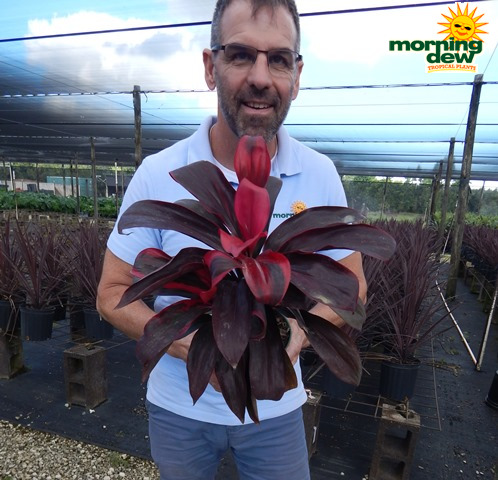 Dracaena Cordyline Ruby 6 in