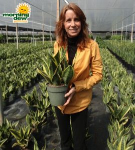 Sansevieria Futura Superba