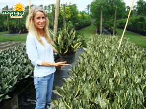 Sansevieria Futura Superba 8 in