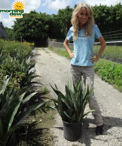 Sansevieria Jaboa snake plant