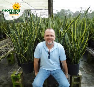 Sansevieria Laurentii 10 in