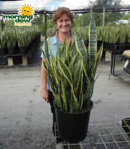 Sansevieria Laurentii 14 in