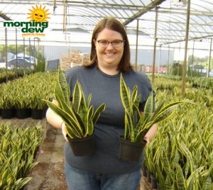 Sansevieria Laurentii snake plant