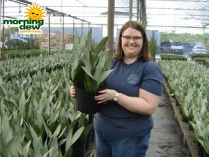 Sansevieria Moonshine snake plant