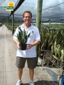 Sansevieria Robusta snake plant