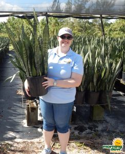 Sansevieria Zeylanica 10 in