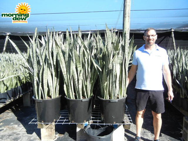 Sansevieria Zeylanica 14 in