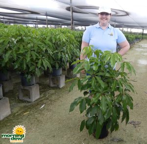 Schefflera Amate 8 in