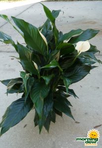 Spathiphyllum Emerald Star 6 in
