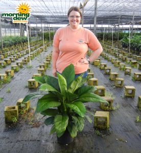 Spathiphyllum Sensation Peace Lily