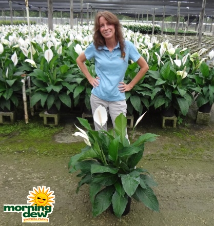Spathiphyllum Sweet Pablo Peace Lily