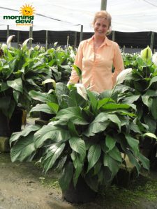 Spathiphyllum Sweet Pablo Peace Lily