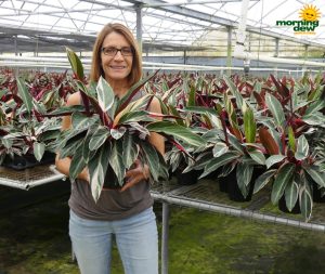 stromanthe triostar oyster plant