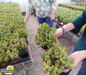 Succulents Jade Plant 4 in