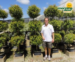 Topiary Eugenia Ball