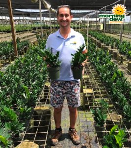 Zamioculcas Zamifolia 6 in