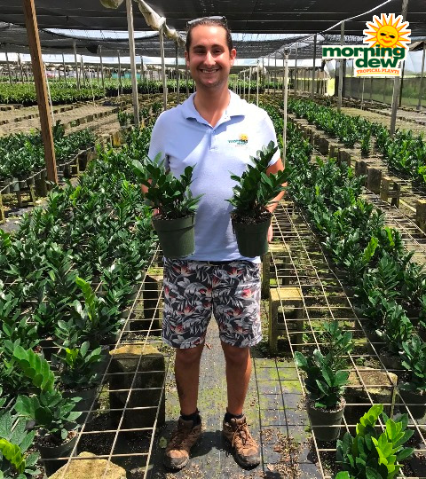 Zamioculcas Zamifolia 6 in