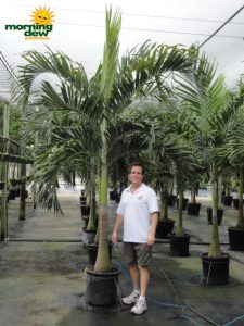 adonidia palm
