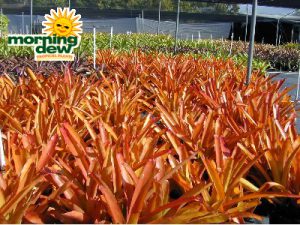 aechmea blanchettiana