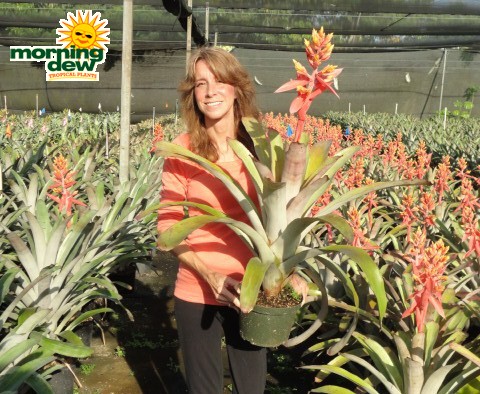 aechmea little harv bromeliad