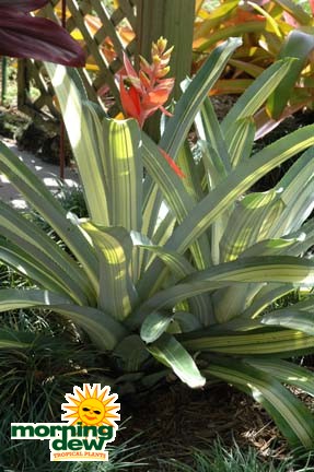 bromeliad aechmea loies pride
