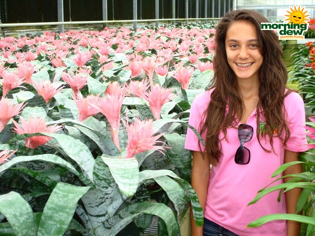 bromeliad aechmea primera