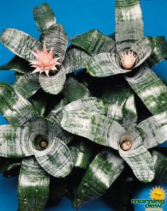 bromeliad aechmea primera stages