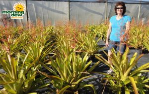 bromeliad aechmea yellow berries