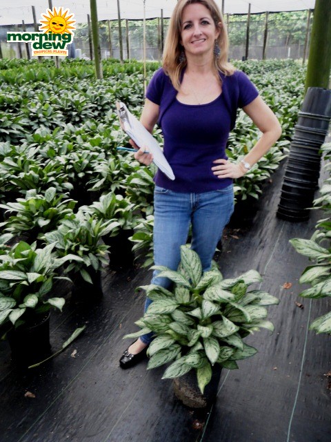 aglaonema christina chinese evergreen