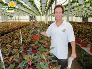 aglaonema creta chinese evergreen