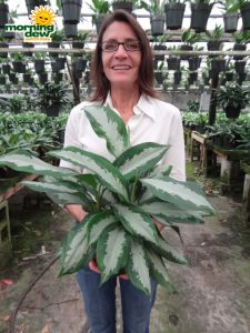 aglaonema diamond bay chinese evergreen