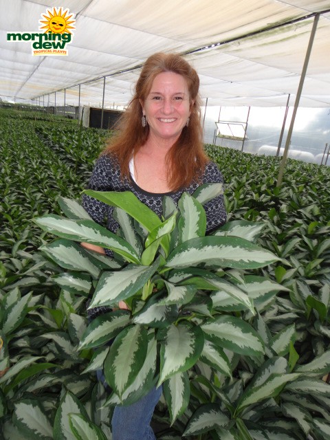 aglaonema diamond bay chinese evergreen