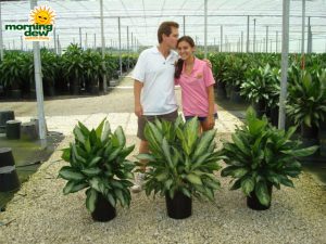 aglaonema diamond goldenmoonlight bay chinese evergreen