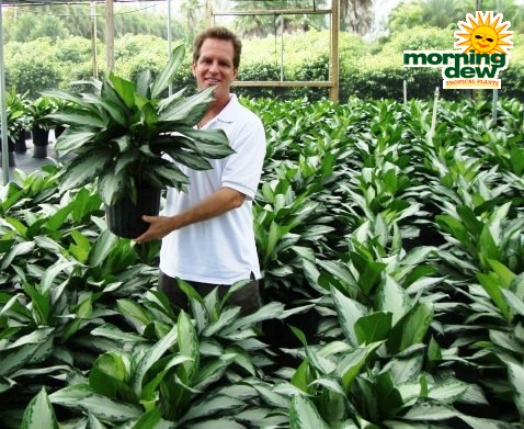 aglaonema emerald bay chinese evergreen