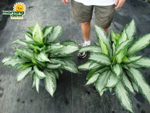 aglaonema emerald bay & silver bay chinese evergreen