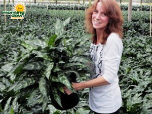aglaonema emerald beauty chinese evergreen
