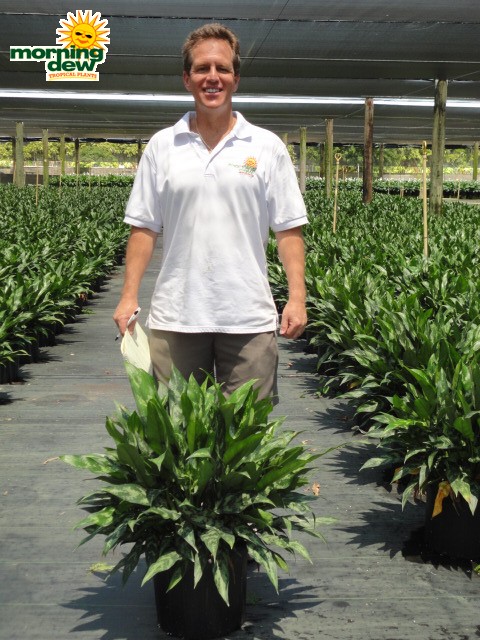 aglaonema emerald beauty chinese evergreen