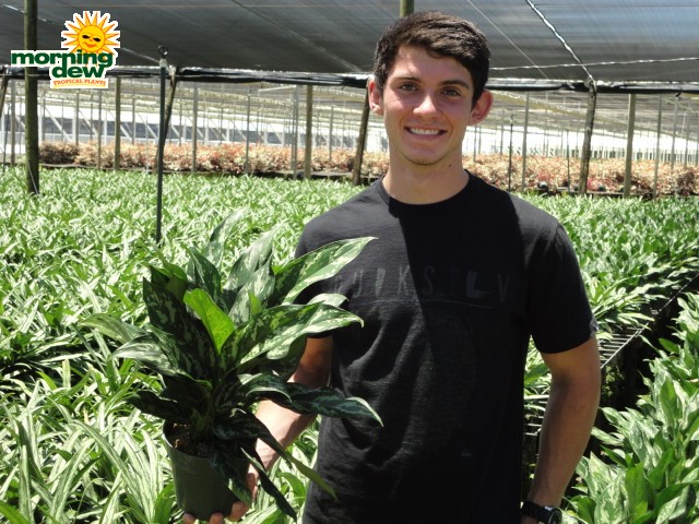 aglaonema gemini chinese evergreen