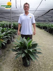 aglaonema green lady chinese evergreen