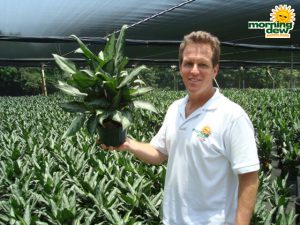aglaonema jubilee petite chinese evergreen