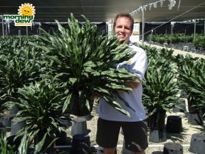 aglaonema juliette chinese evergreen