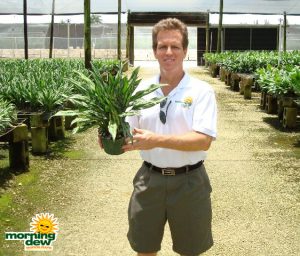 aglaonema juliette chinese evergreen