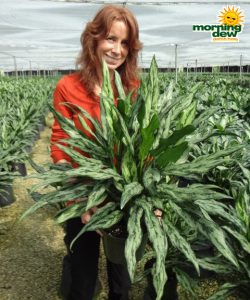 aglaonema juliette chinese evergreen