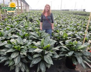 aglaonema moonlight bay chinese evergreen