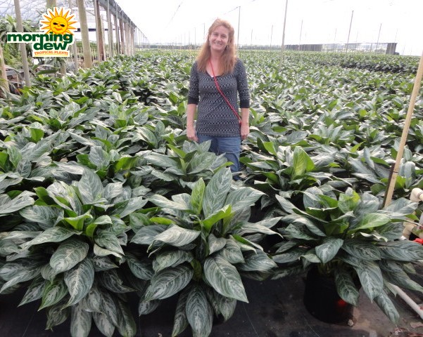 aglaonema moonlight bay chinese evergreen