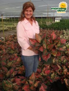 aglaonema red valentine chinese evergreen